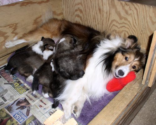 Mom and pups