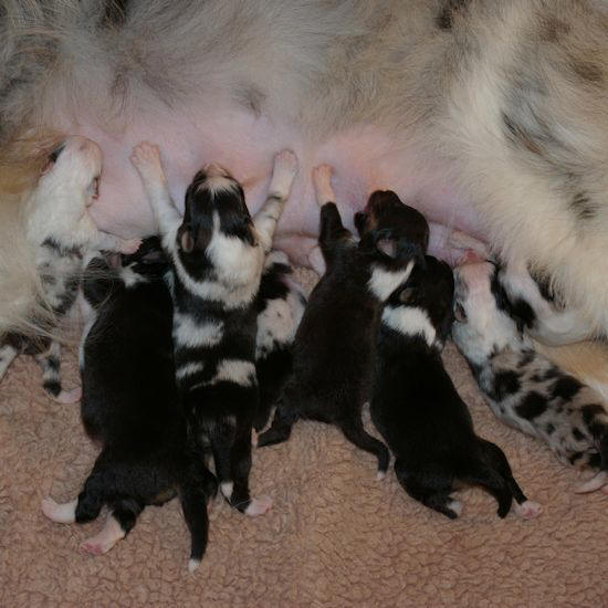 the eight
