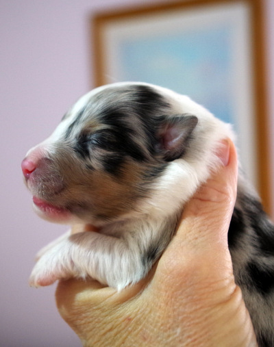  blue merle male