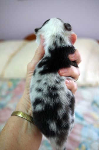 blue merle male