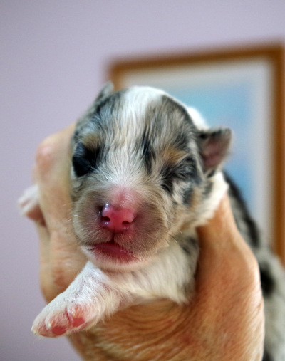 blue merle male