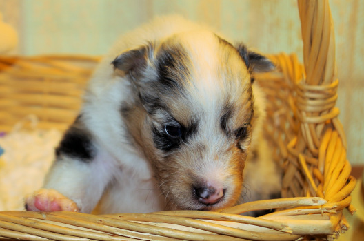 blue merle male