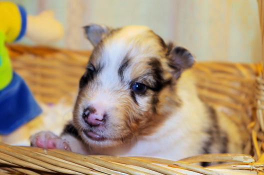 blue merle male