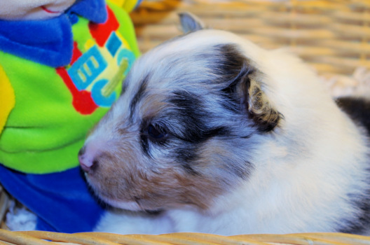  blue merle male