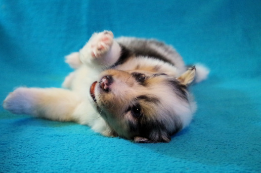  blue merle male