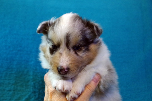 blue merle male