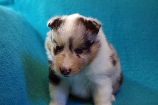 blue merle male