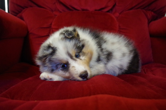  blue merle male