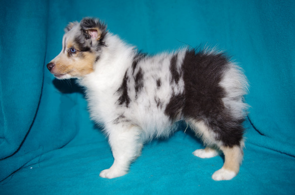  blue merle male