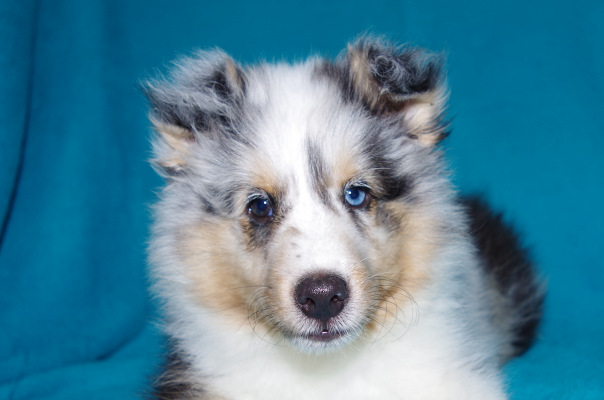 blue merle male