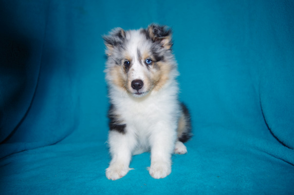 blue merle male