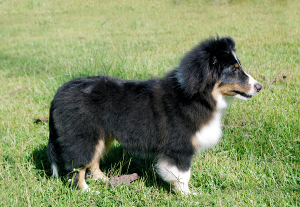 sheltie pup Chase