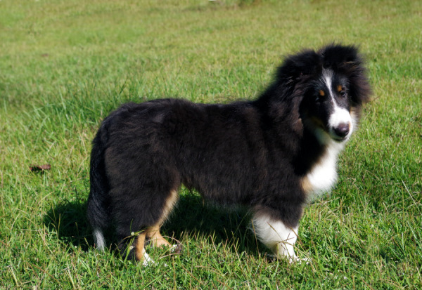 sheltie pup Chase