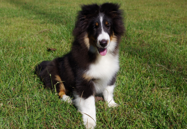 sheltie pup Chase