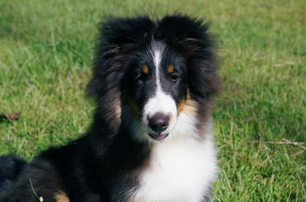 sheltie pup Chase