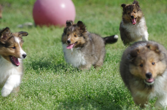 Rona and Ricky pups 9