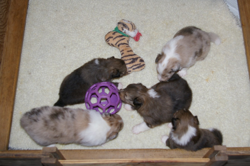 Mandi/Bentley pups from 2nd litter