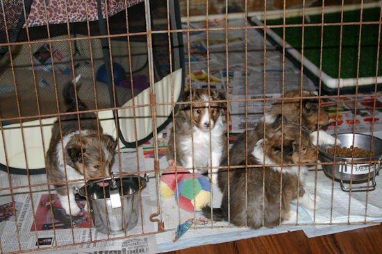 Ricky & Rona pups at 5 weeks