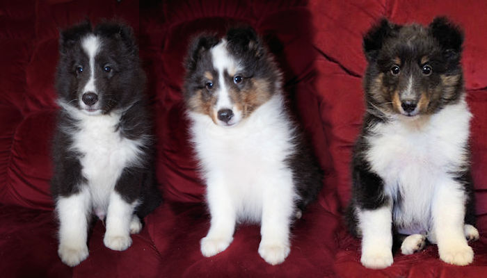 Bandit and Rona's pups 8 wks