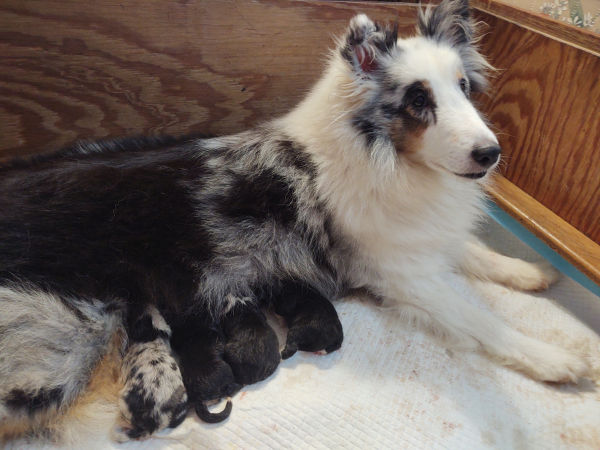 Mandi & Derrek's second litter