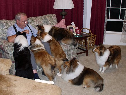 My Three Shelties