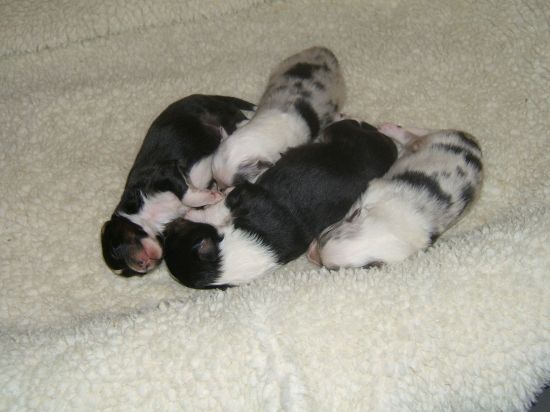 Dazzle-Tavish pups litter3