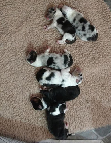 Fanci-Derek Pups