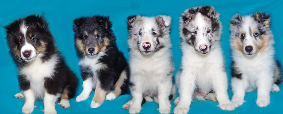 Derek and Mandi's pups 8 wks