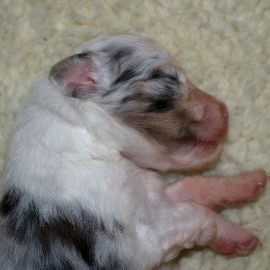 Oliver