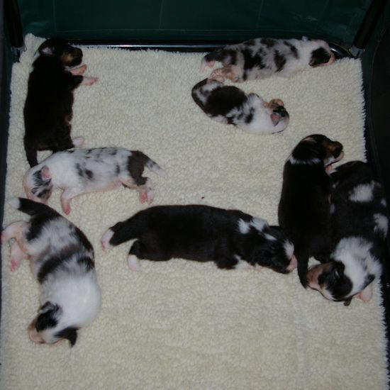 the eight
