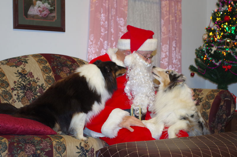 Santa and pups